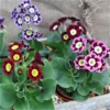 Auricula Plant Collection - Pack Of THREE Plants