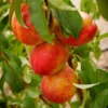 Peach - Prunus Persica Suncrest