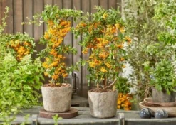 Pyracantha Sunny Star - Firethorn -Plant Garden World pyracantha sunny star