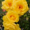 Climbing Rose Gardeners Glory
