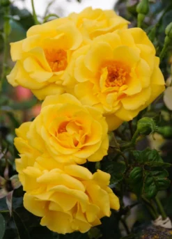 Climbing Rose Gardeners Glory
