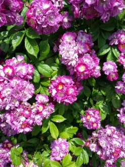 Climbing Rose - Perennial Blue -Plant Garden World r20046 rose perennial blue 1125x1500 1