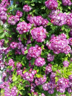 Climbing Rose - Perennial Blue -Plant Garden World r20046 rose perrenial blue 1125x1500 1