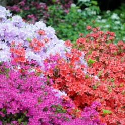 SPECIAL DEAL - Rainbow Azalea Japonica Collection - Evergreen Japanese Azaleas - Pack Of THREE Plants
