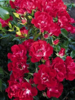 Large 5-6ft Specimen Climbing Rose- Rose Rambling Rosie - Courtyard Climber -Plant Garden World rambling rosie 750 x 1000 1