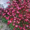 EXTRA LARGE - Saxifraga Mossy RED - Cushion Saxifrage Plants