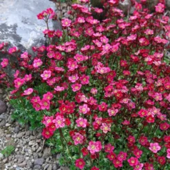 EXTRA LARGE - Saxifraga Mossy RED - Cushion Saxifrage Plants