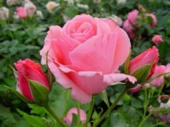 Plant Garden World -Plant Garden World rosa lavinia