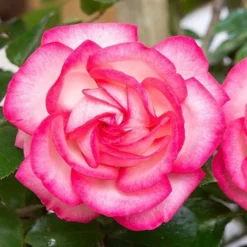 Large 6-7ft Specimen Climbing Rose - Rose Antike 89 - Courtyard Climber