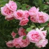 Large 6-7ft Specimen Climbing Rose - Rose Blairii No 2 - Courtyard Climber