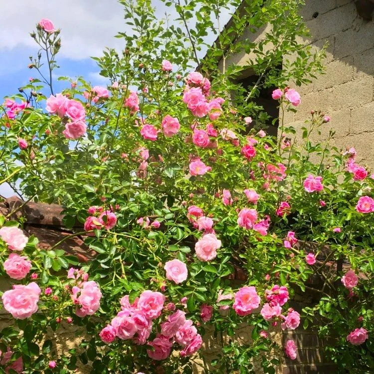 Climbing Rose Kathleen Harrop 2 Climbing Rose Kathleen Harrop - Image 2