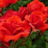 Large 6-7ft Specimen Climbing Rose - Porthos