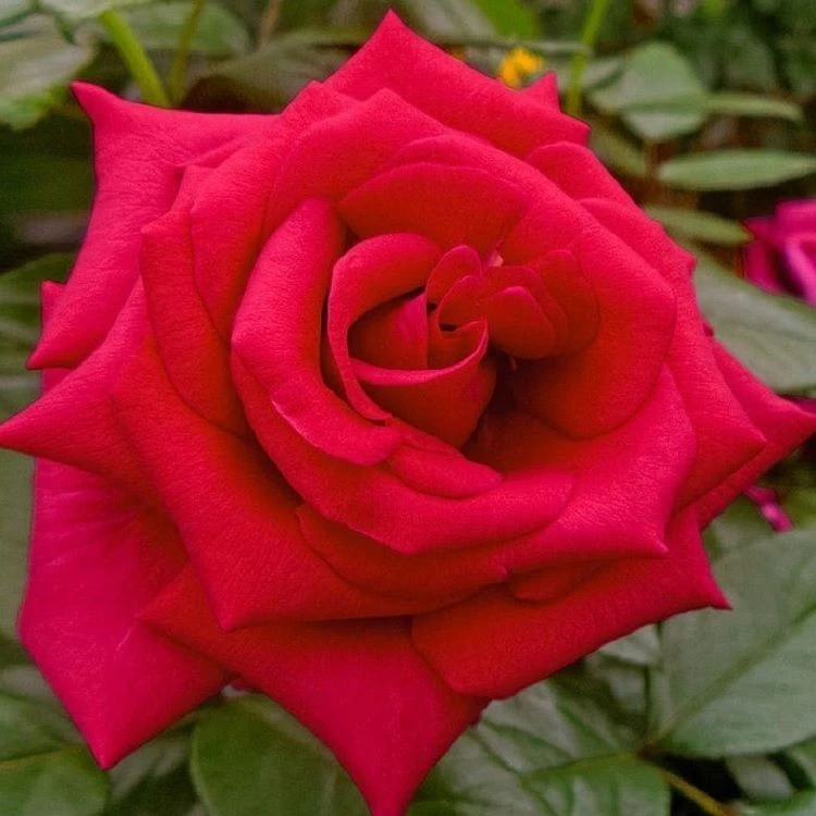 Large 5-6ft Specimen Climbing Rose - Red Flame 1 Large 5-6ft Specimen Climbing Rose - Red Flame