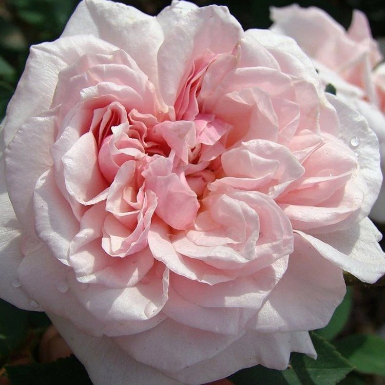 Large 6ft Specimen Climbing Rose - Rose Souvenir De La Malmaison 2 Large 6ft Specimen Climbing Rose - Rose Souvenir De La Malmaison - Image 2