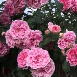 Large 6-7ft Specimen Climbing Rose - Rose Uetersens Rosenprinzessin - Courtyard Climber