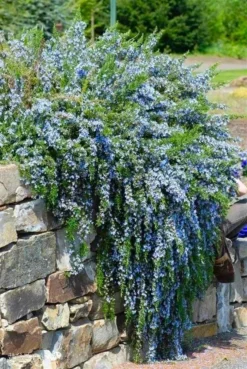 Trailing Rosemary - Rosmarinus Officinalis Prostratus 'Capri' - Pack Of THREE -Plant Garden World rosemary trailing wall1