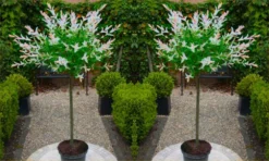 Pair Of Standard Topiary Trees 'Salix Flamingo' With Large Flared Decorative Planters -Plant Garden World salix flamingo 1000x600 1