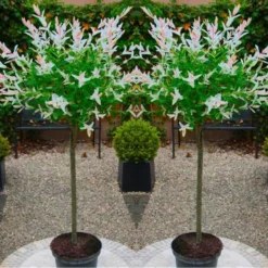 Pair Of Standard Topiary Trees 'Salix Flamingo' With Large Flared Decorative Planters