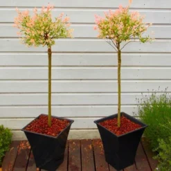 Pair Of Standard Topiary Trees 'Salix Flamingo' With Large Flared Decorative Planters -Plant Garden World salix flamingo planters600x600