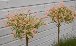 Pair Of Standard Topiary Trees 'Salix Flamingo' With Large Flared Decorative Planters -Plant Garden World salix flamingo tops 1000x600 1