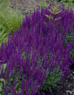 Salvia Nemorosa Blue Queen - Ostfriesland - Pack Of THREE Perennial Plants