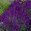 BULK PACK - Salvia Nemorosa 'Ostfriesland' - Pack Of TEN Perennial Plants
