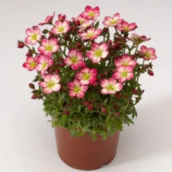Saxifraga Mossy - Pack Of SIX Cushion Saxifrage Plants -Plant Garden World saxifraga pink flowering plant 750x750 1