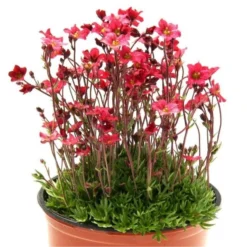 Saxifraga Mossy - Pack Of SIX Cushion Saxifrage Plants -Plant Garden World saxifraga red 750x750 1