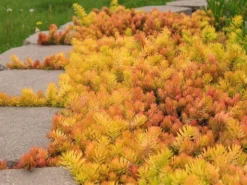 Hardy Succulent Sedum Collection - Pack Of FIVE Evergreen Hardy Plants - Perfect Ground Cover -Plant Garden World sedum angelina1