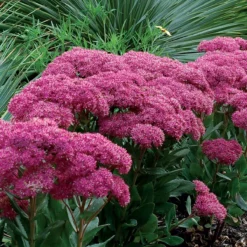 Sedum Mr Goodbud -Plant Garden World sedum mr goodbud 2