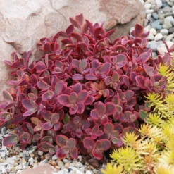 Hardy Succulent Sedum Collection - Pack Of FIVE Evergreen Hardy Plants - Perfect Ground Cover -Plant Garden World sedum sunsparkler1