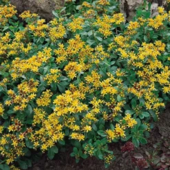 Hardy Succulent Sedum Collection - Pack Of FIVE Evergreen Hardy Plants - Perfect Ground Cover -Plant Garden World sedum kamtschaticum