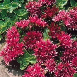Hardy Succulent Sedum Collection - Pack Of FIVE Evergreen Hardy Plants - Perfect Ground Cover -Plant Garden World sedum spurium