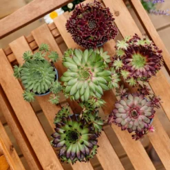 Sempervivum Houseleeks - Pack Of SIX Evergreen Hardy Succulent Plants -Plant Garden World sempervivum