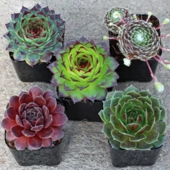 Sempervivum Houseleeks - Pack Of TEN Evergreen Hardy Succulent Plants -Plant Garden World sempervivum x5