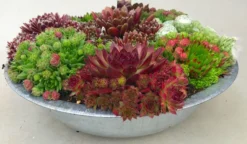 Evergreen Succulent Garden - Sempervivum Houseleek Garden In Zinc Bowl -Plant Garden World sempervivum zinc 3