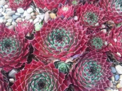 Sempervivum Houseleeks - Pack Of SIX Evergreen Hardy Succulent Plants -Plant Garden World sempervivum1