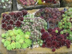 Sempervivum Houseleeks - Pack Of TEN Evergreen Hardy Succulent Plants -Plant Garden World sempervivum 1 3
