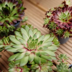 Sempervivum Houseleeks - Pack Of SIX Evergreen Hardy Succulent Plants -Plant Garden World sempervivum 2