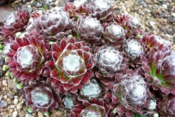 Pack Of TWELVE Evergreen Sempervivum Houseleeks - Hardy Succulent Plants -Plant Garden World sempervivum arachnoideum or cobweb houseleek 2