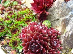 Pack Of TWELVE Evergreen Sempervivum Houseleeks - Hardy Succulent Plants -Plant Garden World sempervivum juin 2