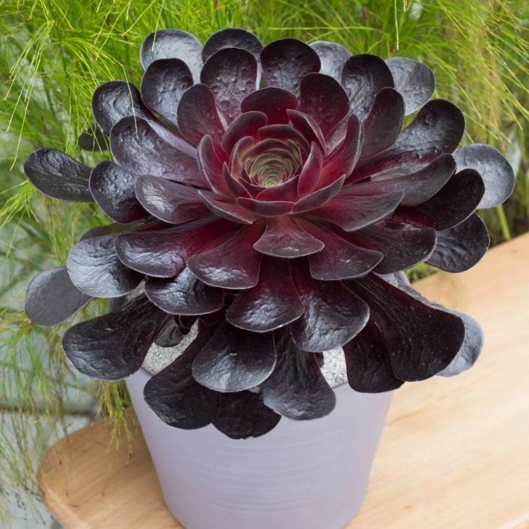 Semponium 'Destiny' - Surreal Succulents 1 Semponium 'Destiny' - Surreal Succulents