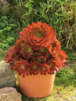 Semponium 'Sienna' - Surreal Succulents 7 Semponium 'Sienna' - Surreal Succulents -Plant Garden World semponium sienna 2 scaled