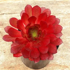 Semponium 'Sienna' - Surreal Succulents 6 Semponium 'Sienna' - Surreal Succulents -Plant Garden World semponium sienna 1