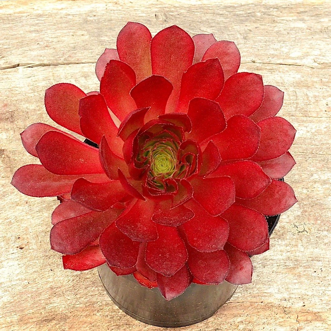 Semponium 'Sienna' - Surreal Succulents 3 Semponium 'Sienna' - Surreal Succulents - Image 3