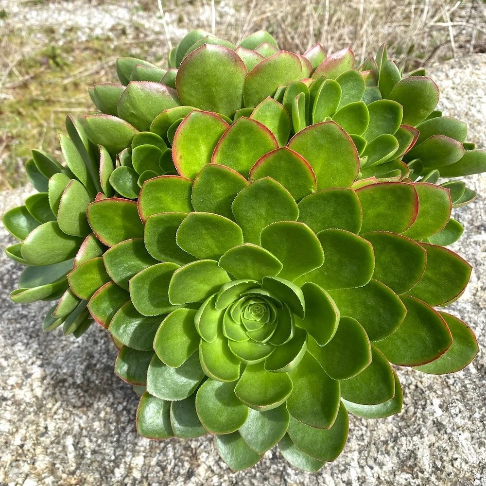 Semponium 'Diamond' - Surreal Succulents 2 Semponium 'Diamond' - Surreal Succulents - Image 2