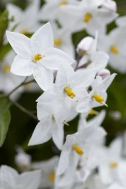 Solanum Jasminum Album - Evergreen Climber