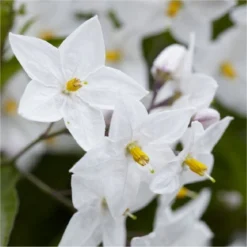 Solanum Jasminum Album - Evergreen Climber -Plant Garden World solanum jasminum album750x750