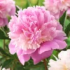 Paeonia Lactiflora Sorbet - Large Flowered Herbaceous Peony