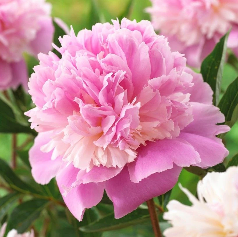 Paeonia Lactiflora Sorbet - Large Flowered Herbaceous Peony 1 Paeonia Lactiflora Sorbet - Large Flowered Herbaceous Peony